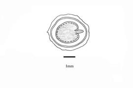   Embryo:   Paederia foetidia ; Illustration by K. Parker, Kirkbride et al. (2006)
